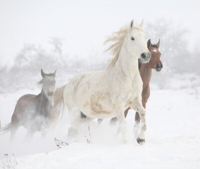 Poster Een kudde paarden die in de winter galoppeert.
