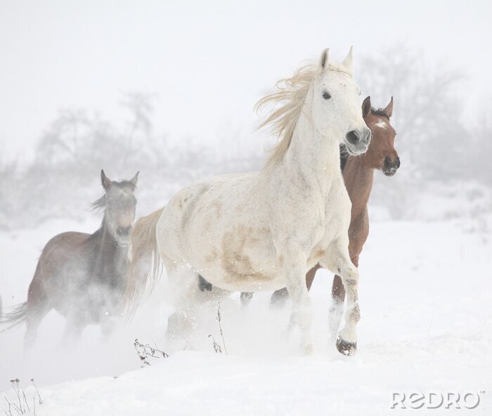 Poster Een kudde paarden die in de winter galoppeert.
