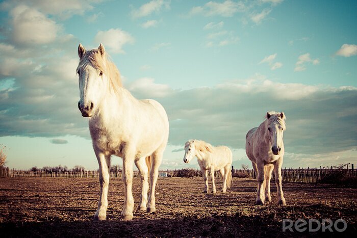 Poster Een kudde paarden in een weiland bij zonsondergang.