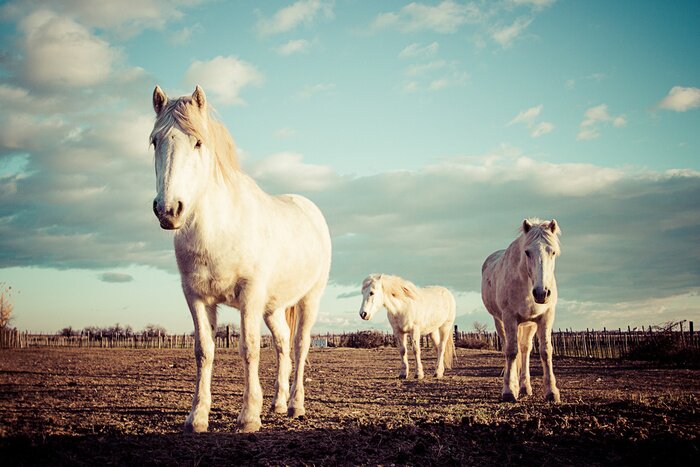 Poster Een kudde paarden in een weiland bij zonsondergang.