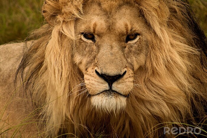 Poster Een leeuw die in het gras rust