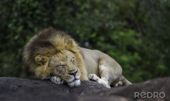 Poster Een leeuw die op een rots slaapt