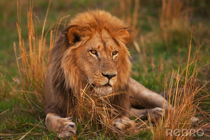 Poster Een leeuw die op het gras rust