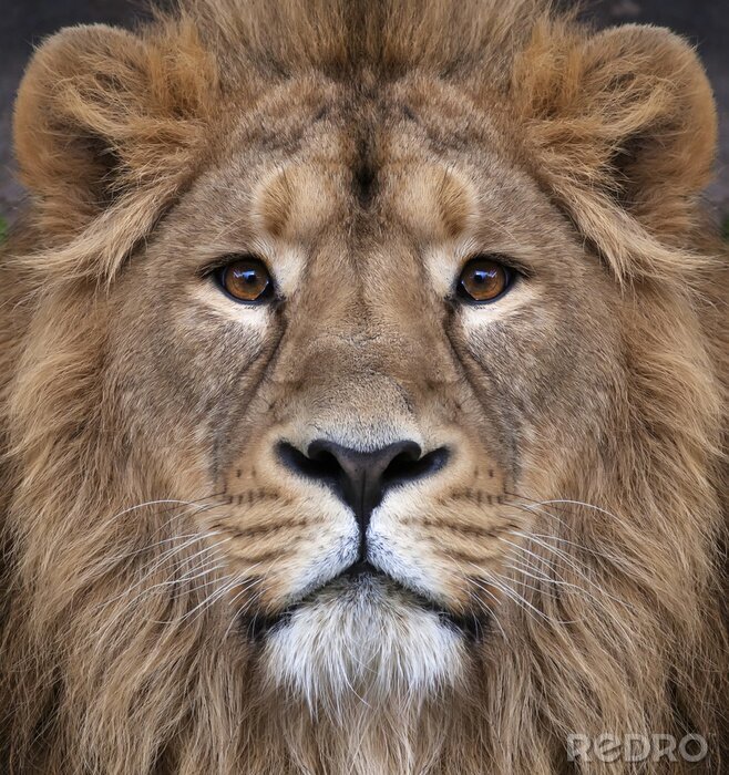 Poster Een leeuw die recht vooruit kijkt