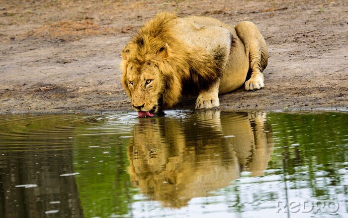 Poster Een leeuw drinkwater
