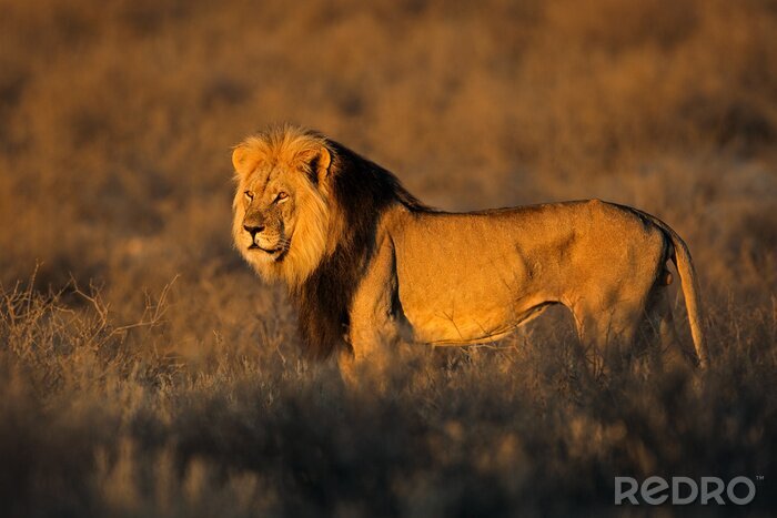 Poster Een leeuw starend naar de ondergaande zon