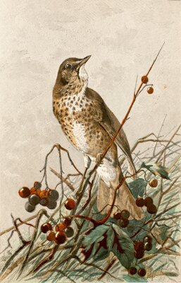 Poster Een leeuwerik in een lijsterbesboom