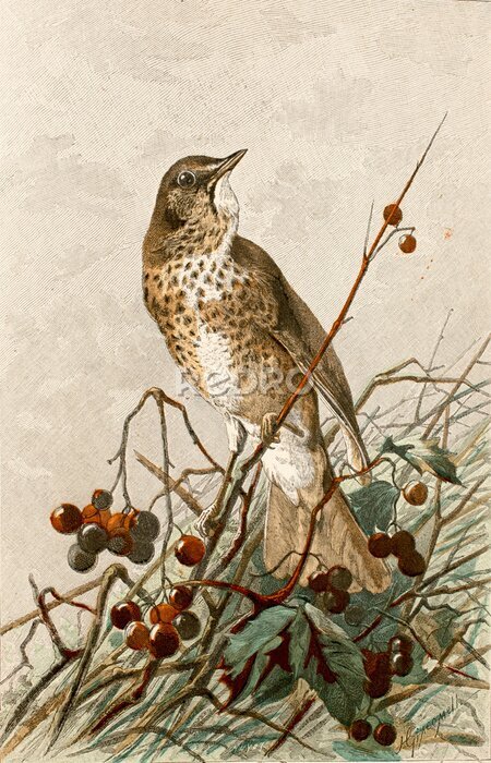 Poster Een leeuwerik in een lijsterbesboom