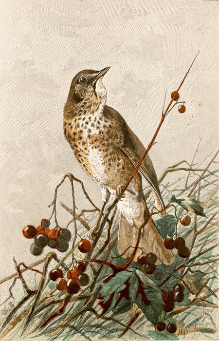 Poster Een leeuwerik in een lijsterbesboom