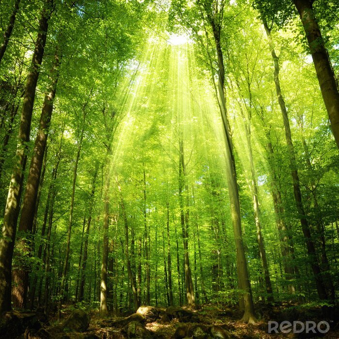Poster Een loofbos verlicht door de zonnestralen