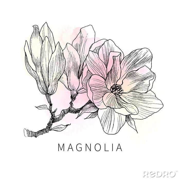 Poster Een magnoliatak gevuld met pastelkleuren