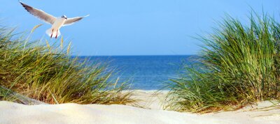 Poster Een meeuw zweeft boven het gras dat op de duinen groeit.
