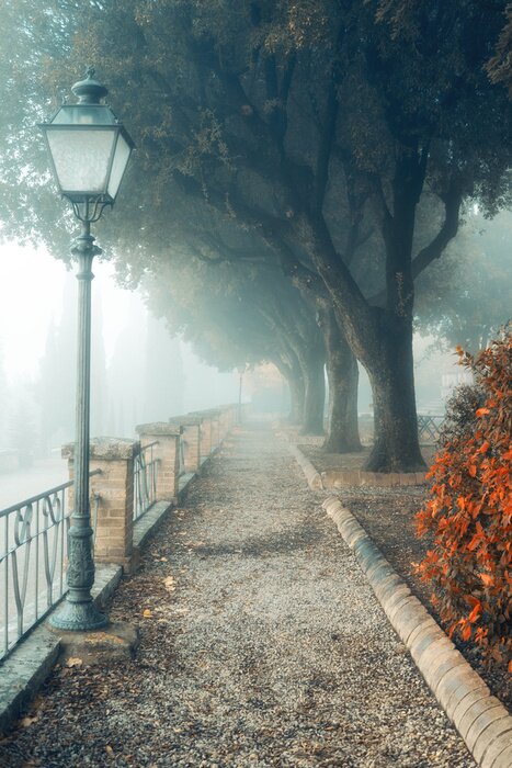 Poster Een mistige ochtend herfst landschap, een oud park mistige steegje. Geweldige eik steegje