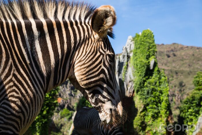 Poster Een mooie Afrikaanse zebra in zijn natuurlijke omgeving
