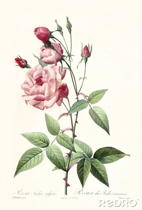 Poster Een open roos op een stekelige tak
