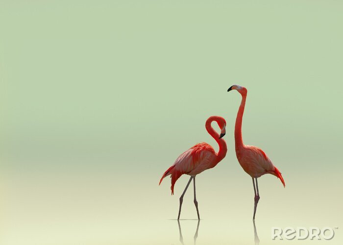Poster Een paar flamingo's op een onscherpe achtergrond