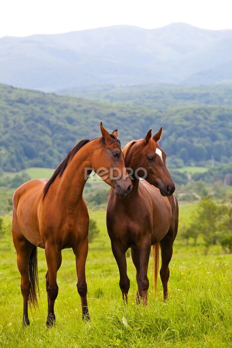 Poster Een paar paarden in een weide aan de voet van de bergen.