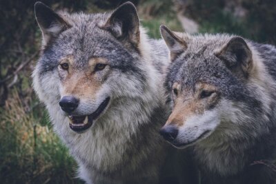 Poster Een paar wolven