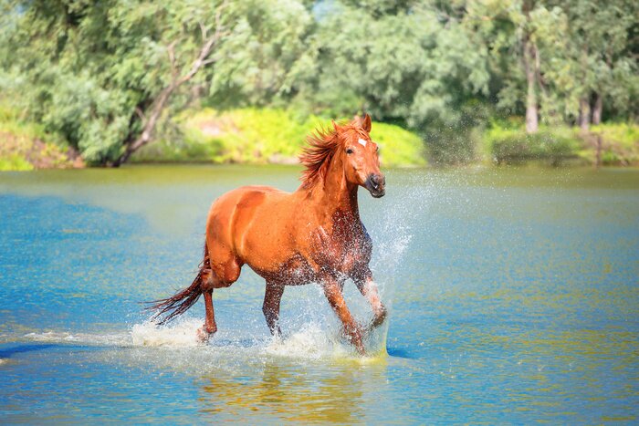 Poster Een paard dat door het water galoppeert