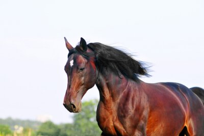 Een paard dat schittert in de zon