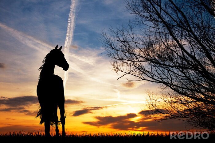 Poster Een paard in de ondergaande zon