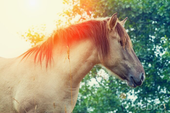 Poster Een paard in de zon