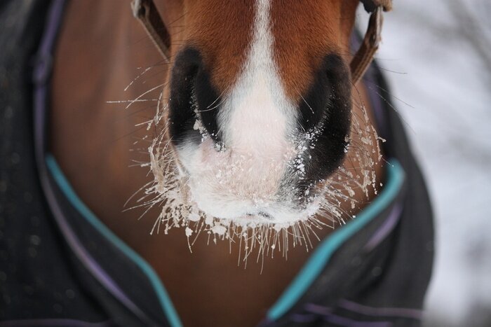 Poster Een paard met een besneeuwde snuit