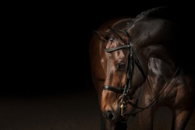 Poster Een paard met een chocoladevacht
