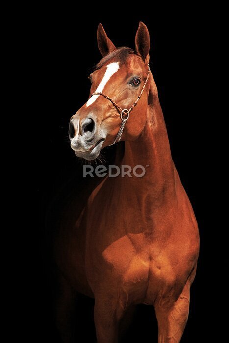 Poster Een paard met een prachtige vacht