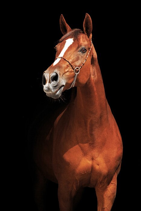 Poster Een paard met een prachtige vacht