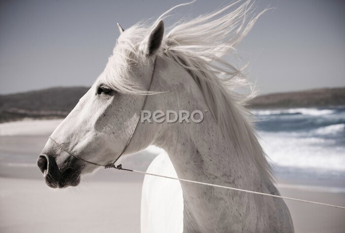 Poster Een paard op het zand aan zee.