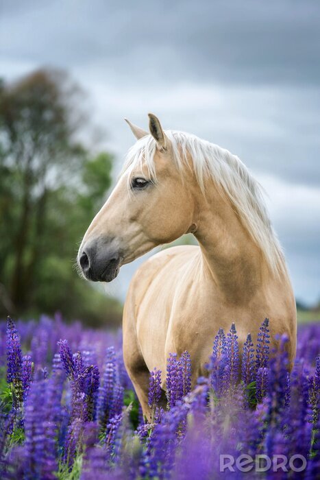 Poster Een paard tussen paarse bloemen