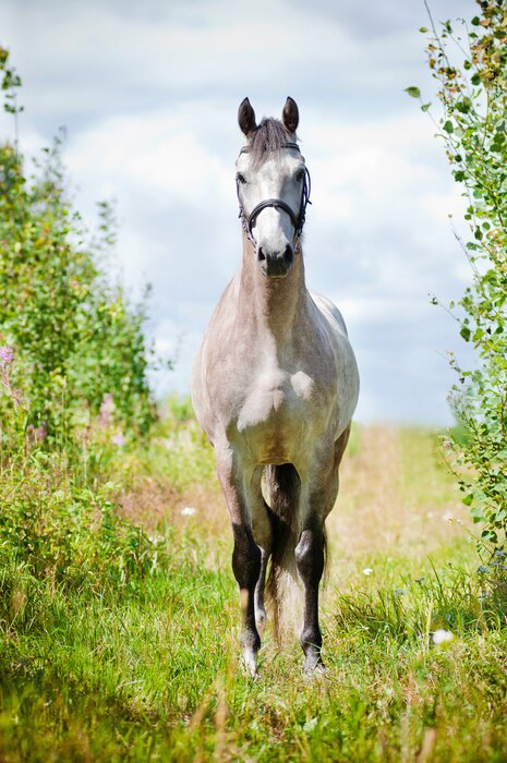 Poster Een paard tussen weiden en velden