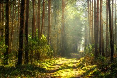 Een pad in een zonnig bos