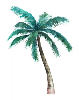 Poster Een palmboom op een witte achtergrond