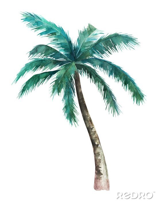 Poster Een palmboom op een witte achtergrond