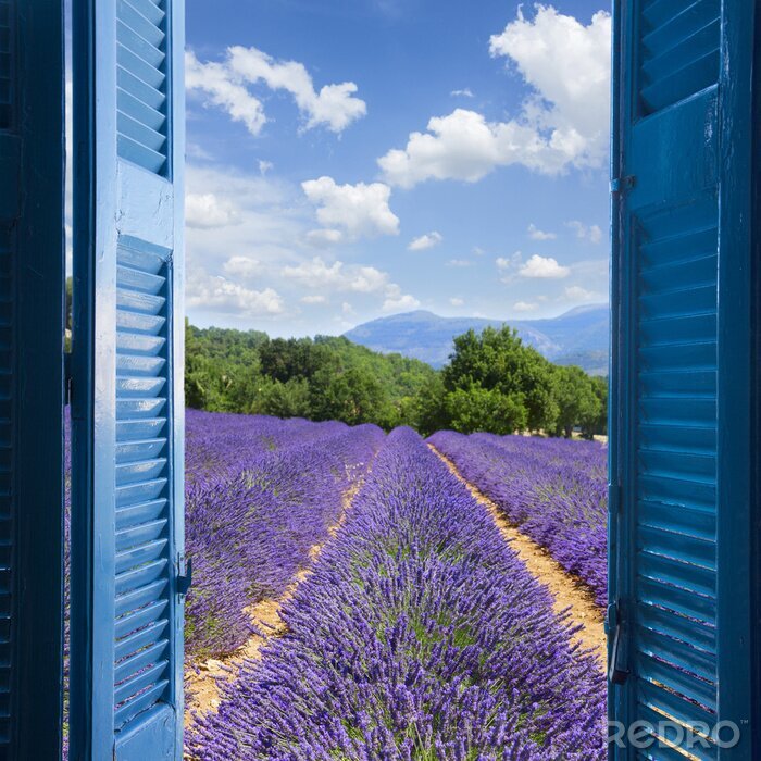 Poster Een raam met uitzicht op het lavendelveld