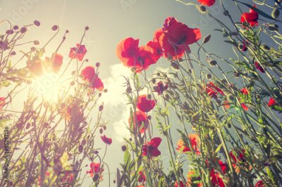 Poster Een rode klaproos die oprijst tegen de hemel.