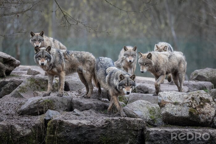Poster Een roedel wolven op de rotsen