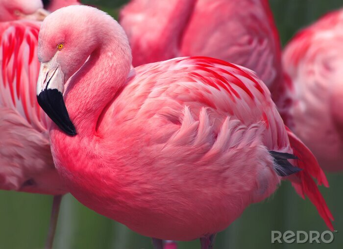 Poster Een roze flamingo van dichtbij gezien