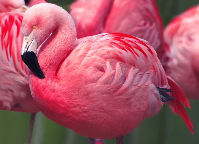 Poster Een roze flamingo van dichtbij gezien