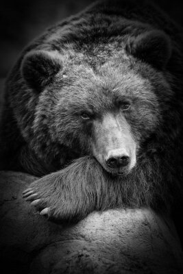 Poster een schattige bruine beer die snuift, ik de dierentuin