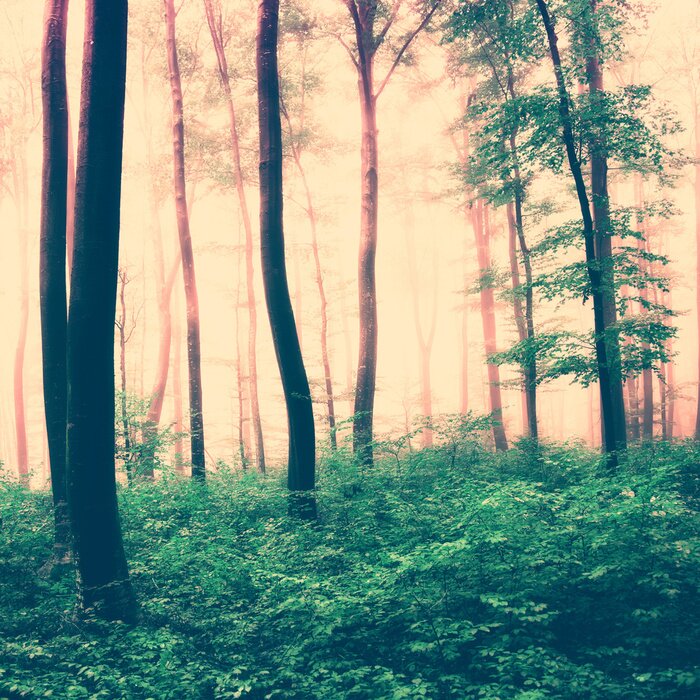 Poster Een sepia-getint boslandschap met groene ondergroei en boomtoppen.