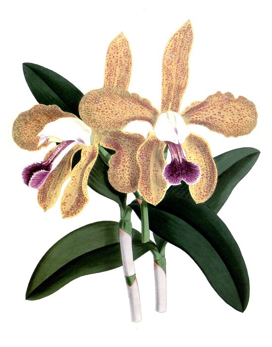 Poster Een slaperige orchidee met gespikkelde bloemblaadjes