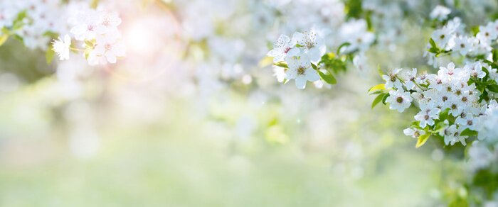 Poster Een takje bloeiende kers