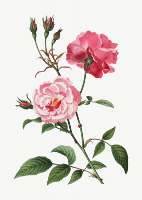 Poster Een takje van een rozenstruik in de tekening