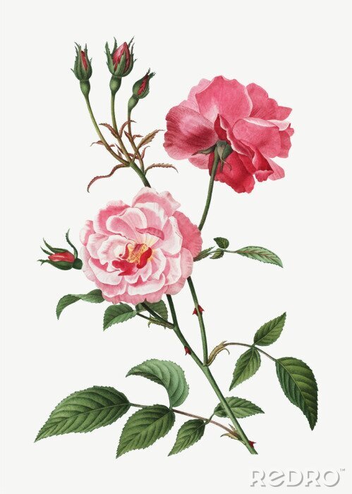 Poster Een takje van een rozenstruik in de tekening