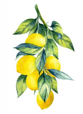 Poster Een takje vruchtbare citroen
