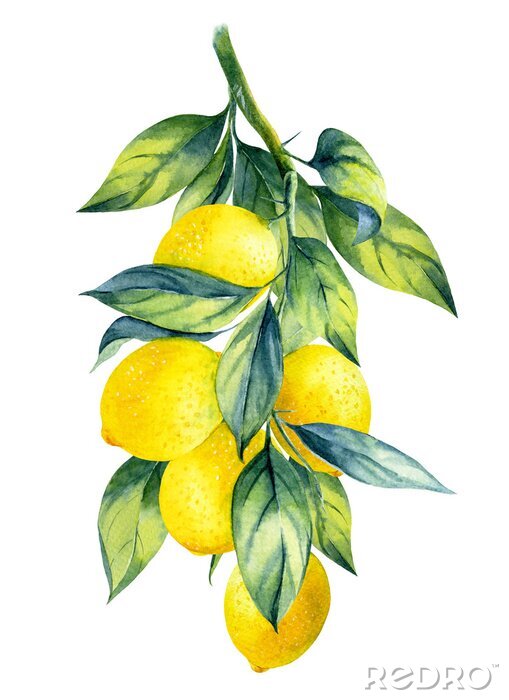 Poster Een takje vruchtbare citroen