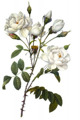 Een takje witte bloemen met doornen